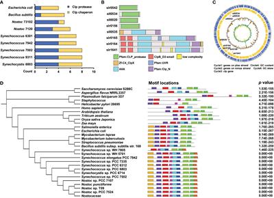 Proteomic analysis of the regulatory networks of ClpX in a model cyanobacterium Synechocystis sp. PCC 6803